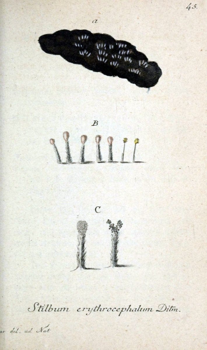 Deutschlands Flora in Abbildungen nach der Natur :.NÃ¼rnberg,1817-. | Botany Germany "Pictorial works" "University of Illinois Urbana Champaign" | Vintage Print Reproduction 468991