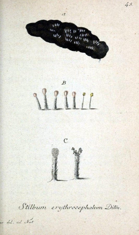 Deutschlands Flora in Abbildungen nach der Natur :.NÃ¼rnberg,1817-. | Botany Germany "Pictorial works" "University of Illinois Urbana Champaign" | Vintage Print Reproduction 468991
