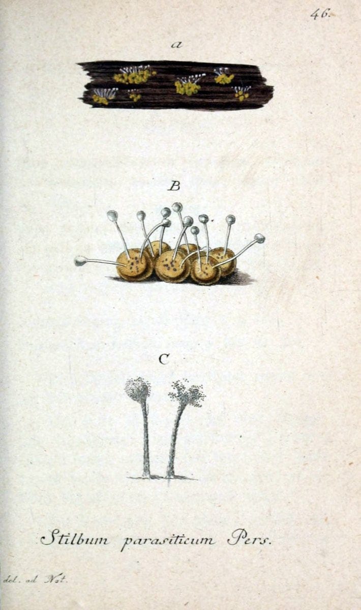 Deutschlands Flora in Abbildungen nach der Natur :.NÃ¼rnberg,1817-. | Botany Germany "Pictorial works" "University of Illinois Urbana Champaign" | Vintage Print Reproduction 468993
