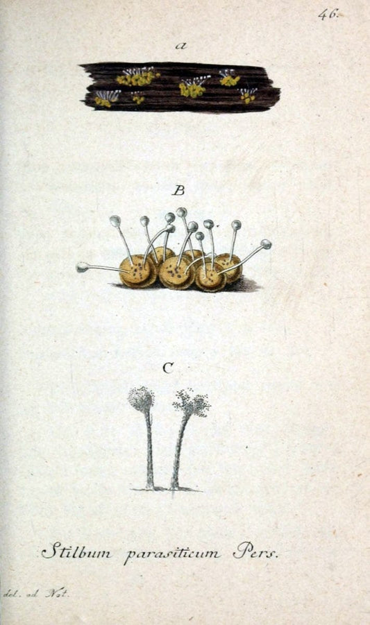 Deutschlands Flora in Abbildungen nach der Natur :.NÃ¼rnberg,1817-. | Botany Germany "Pictorial works" "University of Illinois Urbana Champaign" | Vintage Print Reproduction 468993