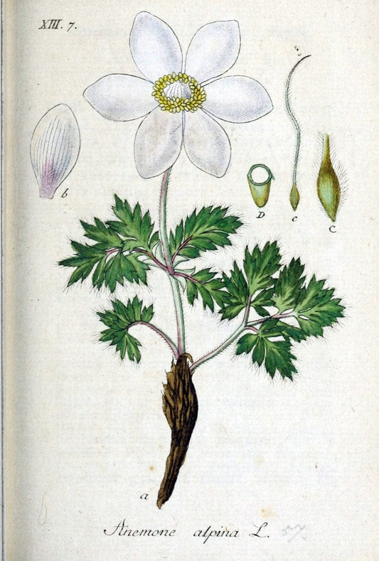 Deutschlands flora in abbildungen nach der natur /.Nurnberg :Gedruckt auf kosten des verfassers,1798-[1862]. | Botany Germany | Vintage Print Reproduction 468994