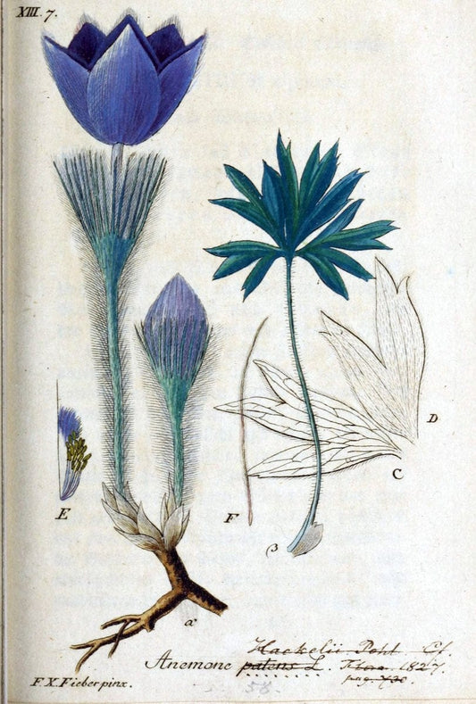 Deutschlands flora in abbildungen nach der natur /.Nurnberg :Gedruckt auf kosten des verfassers,1798-[1862]. | Botany Germany | Vintage Print Reproduction 468996
