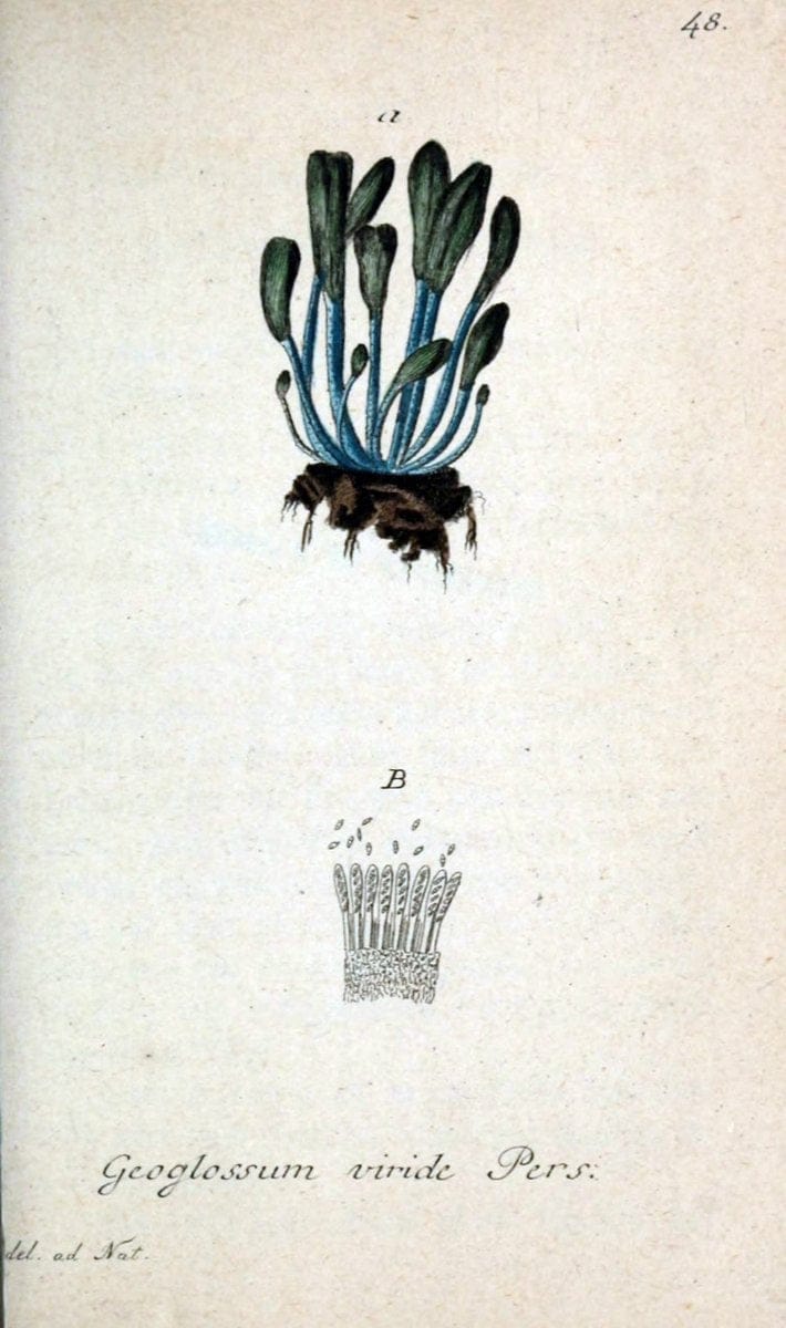 Deutschlands Flora in Abbildungen nach der Natur :.NÃ¼rnberg,1817-. | Botany Germany "Pictorial works" "University of Illinois Urbana Champaign" | Vintage Print Reproduction 468997