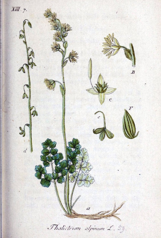 Deutschlands flora in abbildungen nach der natur /.Nurnberg :Gedruckt auf kosten des verfassers,1798-[1862]. | Botany Germany | Vintage Print Reproduction 468998