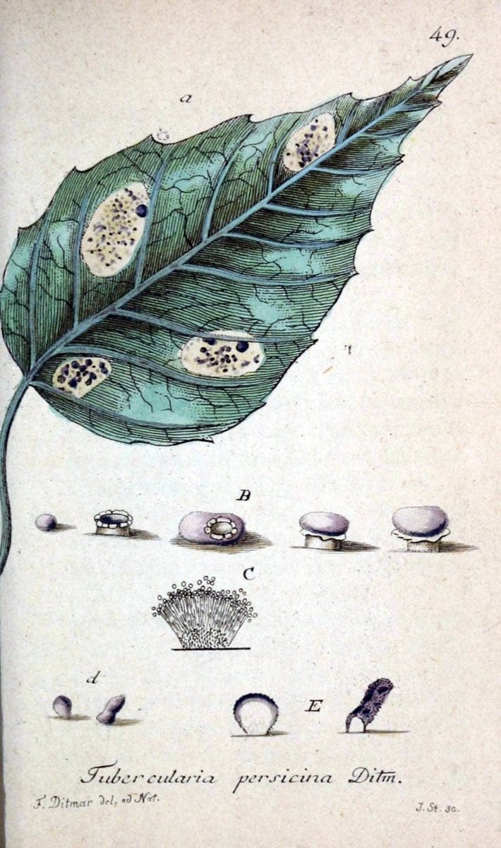 Deutschlands Flora in Abbildungen nach der Natur :.NÃ¼rnberg,1817-. | Botany Germany "Pictorial works" "University of Illinois Urbana Champaign" | Vintage Print Reproduction 468999