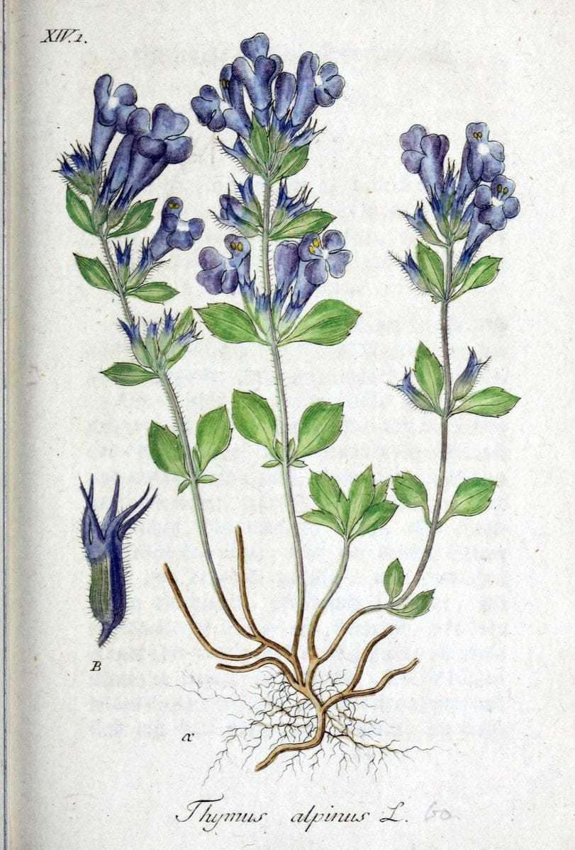 Deutschlands flora in abbildungen nach der natur /.Nurnberg :Gedruckt auf kosten des verfassers,1798-[1862]. | Botany Germany | Vintage Print Reproduction 469000