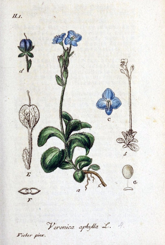Deutschlands flora in abbildungen nach der natur /.Nurnberg :Gedruckt auf kosten des verfassers,1798-[1862]. | Botany Germany | Vintage Print Reproduction 469001