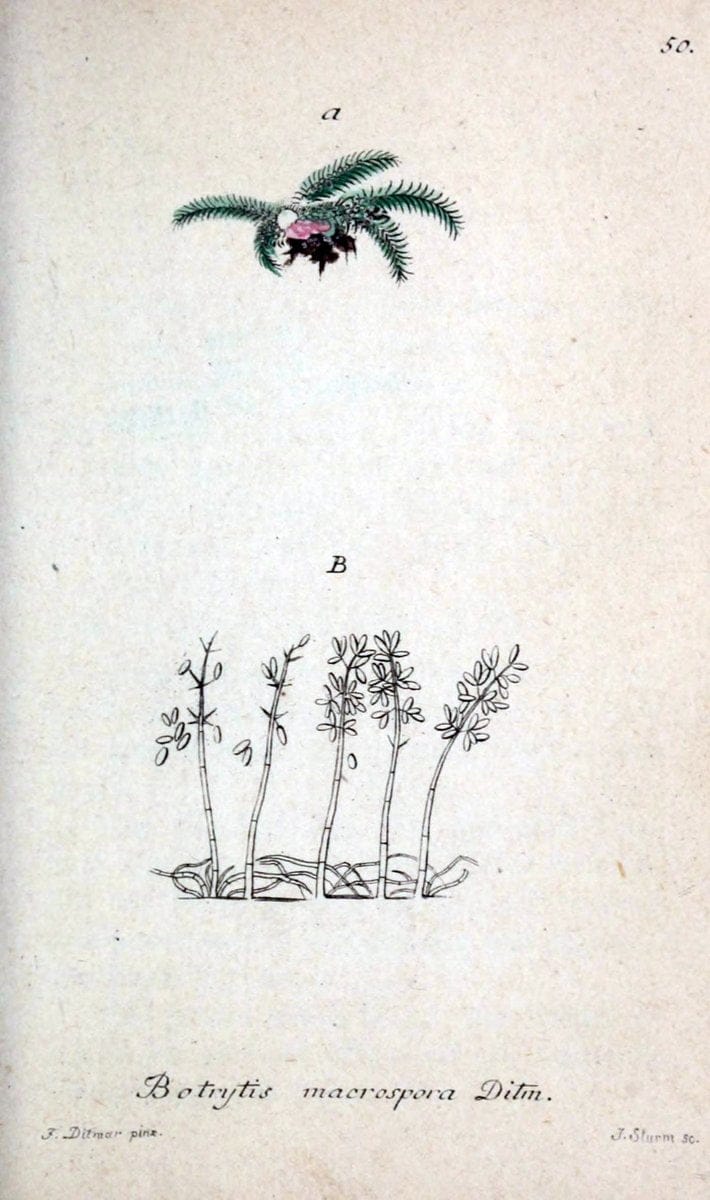 Deutschlands Flora in Abbildungen nach der Natur :.NÃ¼rnberg,1817-. | Botany Germany "Pictorial works" "University of Illinois Urbana Champaign" | Vintage Print Reproduction 469002