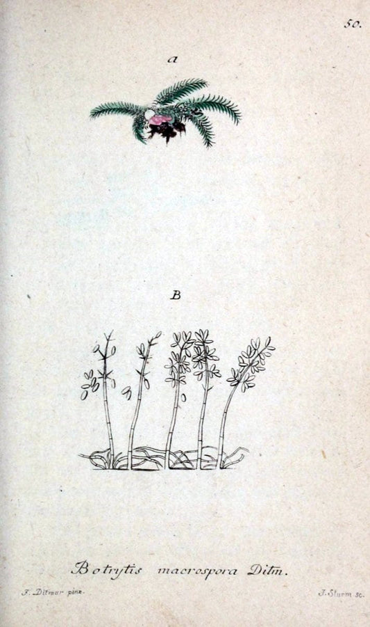 Deutschlands Flora in Abbildungen nach der Natur :.NÃ¼rnberg,1817-. | Botany Germany "Pictorial works" "University of Illinois Urbana Champaign" | Vintage Print Reproduction 469002