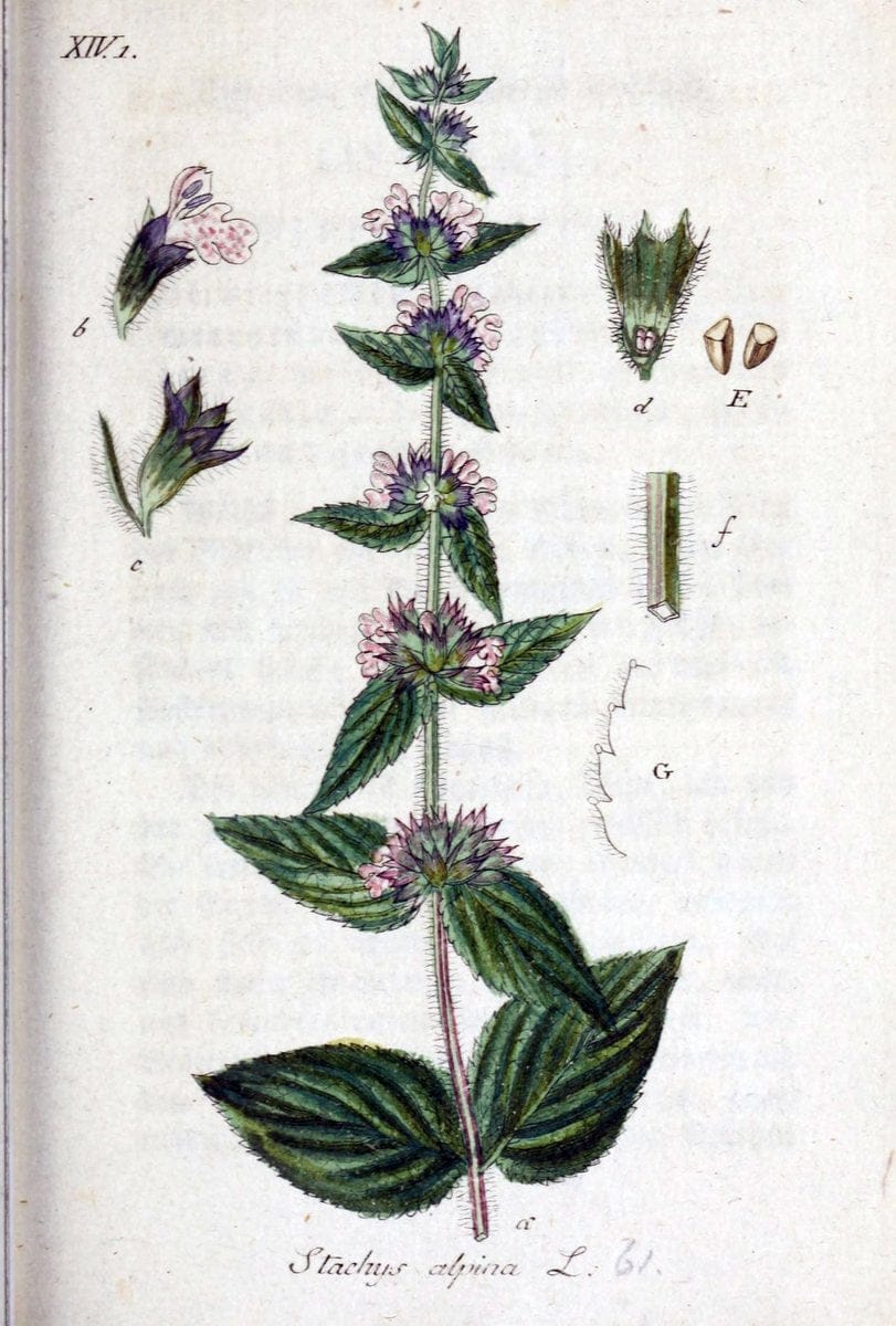 Deutschlands flora in abbildungen nach der natur /.Nurnberg :Gedruckt auf kosten des verfassers,1798-[1862]. | Botany Germany | Vintage Print Reproduction 469003