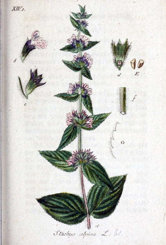 Deutschlands flora in abbildungen nach der natur /.Nurnberg :Gedruckt auf kosten des verfassers,1798-[1862]. | Botany Germany | Vintage Print Reproduction 469003