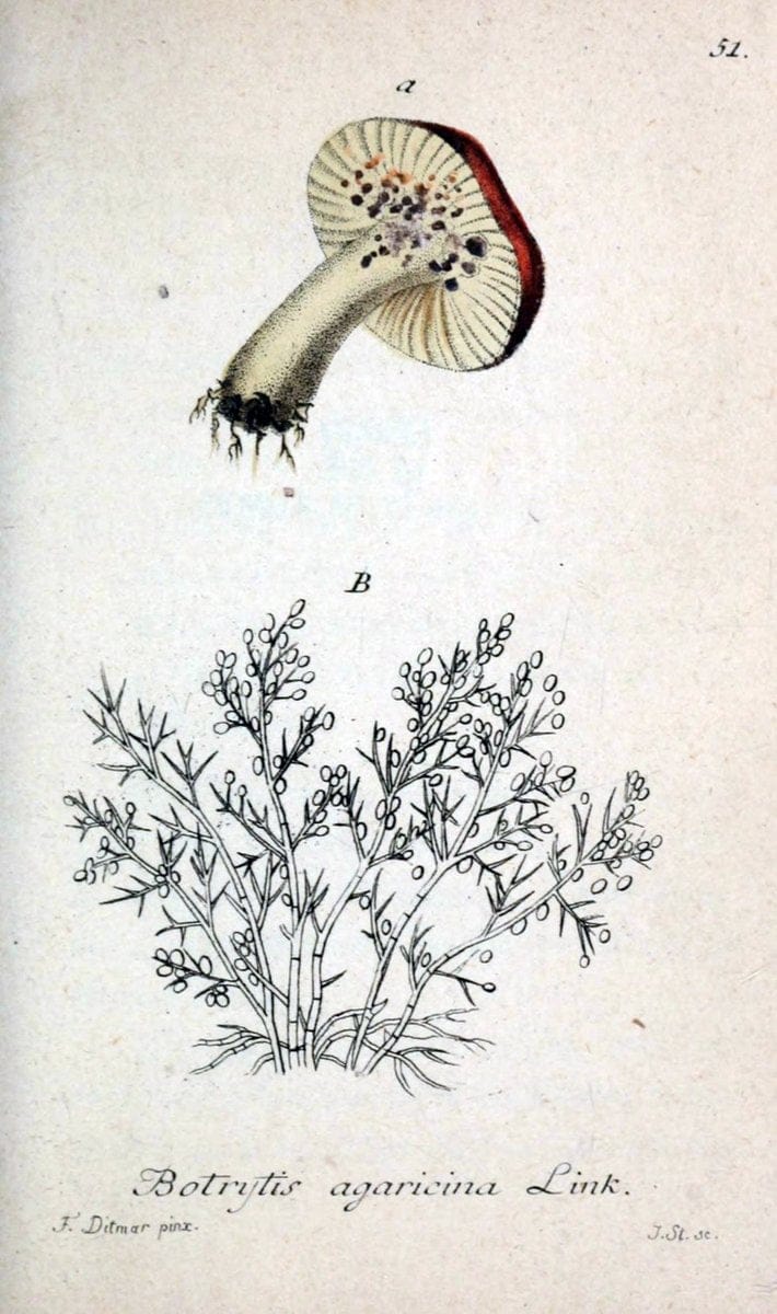 Deutschlands Flora in Abbildungen nach der Natur :.NÃ¼rnberg,1817-. | Botany Germany "Pictorial works" "University of Illinois Urbana Champaign" | Vintage Print Reproduction 469004