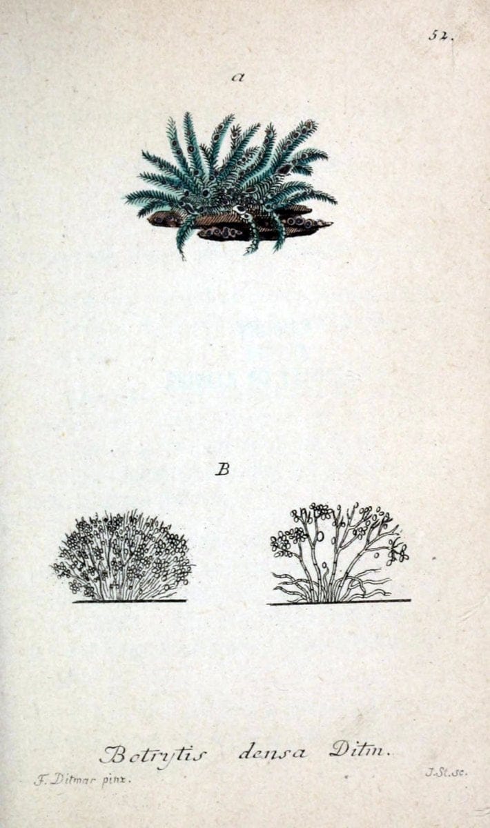 Deutschlands Flora in Abbildungen nach der Natur :.NÃ¼rnberg,1817-. | Botany Germany "Pictorial works" "University of Illinois Urbana Champaign" | Vintage Print Reproduction 469006