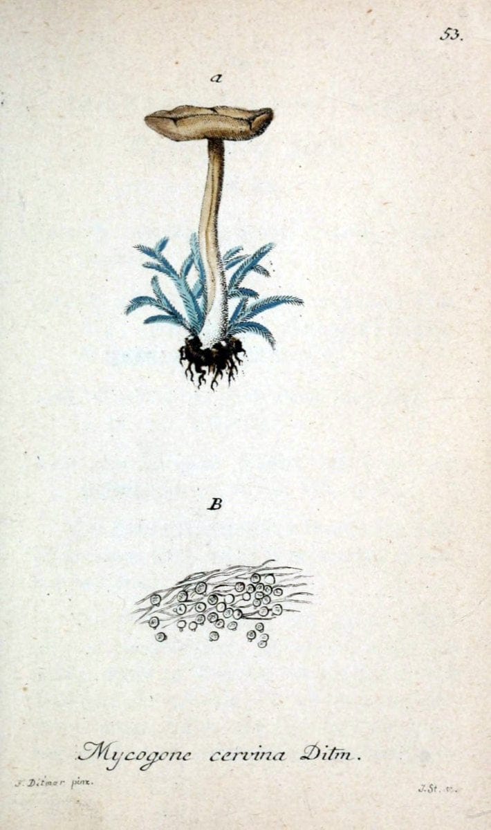 Deutschlands Flora in Abbildungen nach der Natur :.NÃ¼rnberg,1817-. | Botany Germany "Pictorial works" "University of Illinois Urbana Champaign" | Vintage Print Reproduction 469008