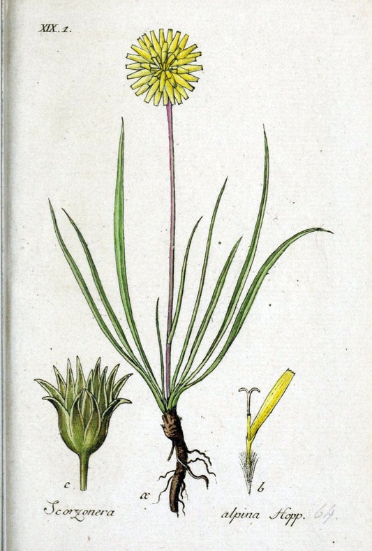 Deutschlands flora in abbildungen nach der natur /.Nurnberg :Gedruckt auf kosten des verfassers,1798-[1862]. | Botany Germany | Vintage Print Reproduction 469009