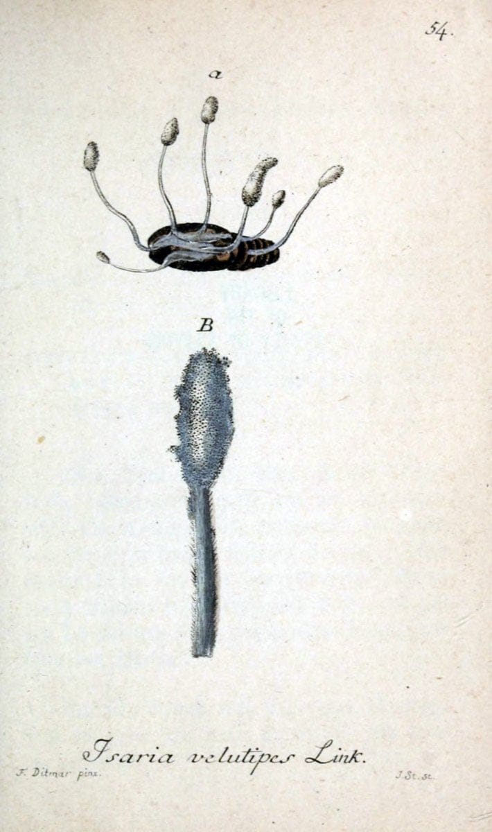Deutschlands Flora in Abbildungen nach der Natur :.NÃ¼rnberg,1817-. | Botany Germany "Pictorial works" "University of Illinois Urbana Champaign" | Vintage Print Reproduction 469010