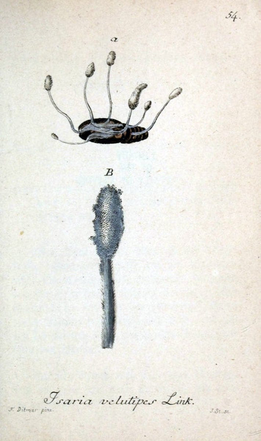 Deutschlands Flora in Abbildungen nach der Natur :.NÃ¼rnberg,1817-. | Botany Germany "Pictorial works" "University of Illinois Urbana Champaign" | Vintage Print Reproduction 469010