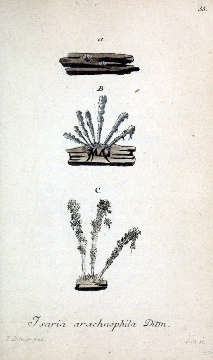 Deutschlands Flora in Abbildungen nach der Natur :.NÃ¼rnberg,1817-. | Botany Germany "Pictorial works" "University of Illinois Urbana Champaign" | Vintage Print Reproduction 469011