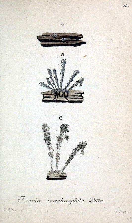 Deutschlands Flora in Abbildungen nach der Natur :.NÃ¼rnberg,1817-. | Botany Germany "Pictorial works" "University of Illinois Urbana Champaign" | Vintage Print Reproduction 469011