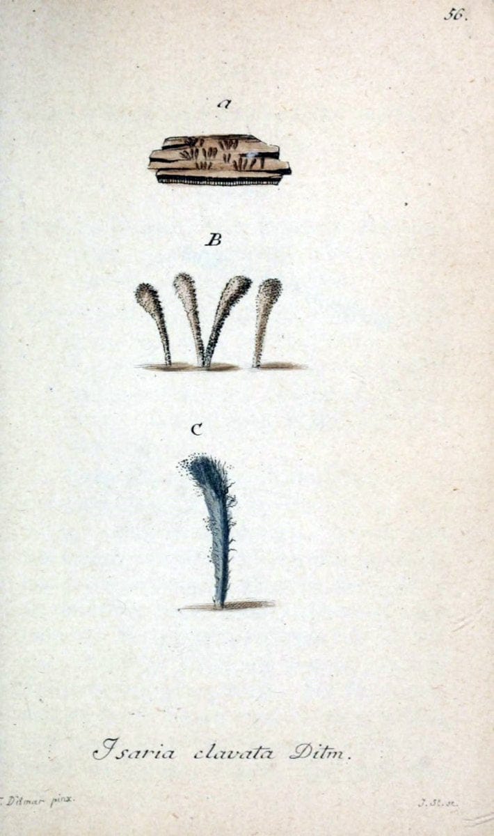 Deutschlands Flora in Abbildungen nach der Natur :.NÃ¼rnberg,1817-. | Botany Germany "Pictorial works" "University of Illinois Urbana Champaign" | Vintage Print Reproduction 469012