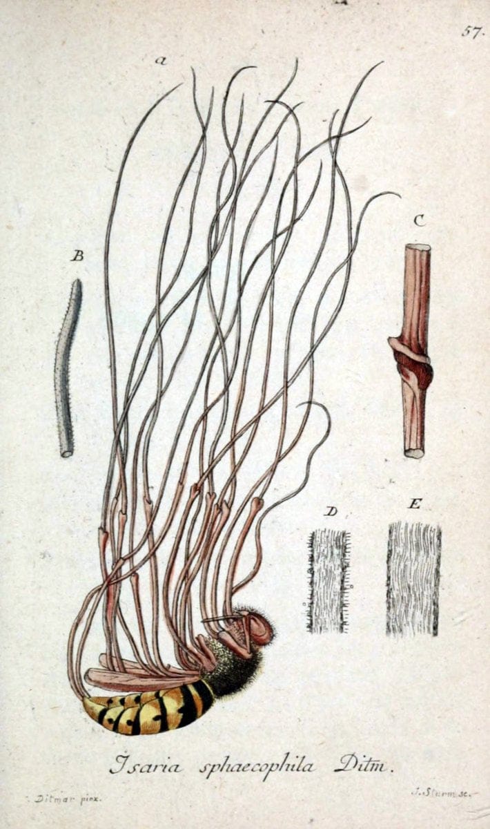 Deutschlands Flora in Abbildungen nach der Natur :.NÃ¼rnberg,1817-. | Botany Germany "Pictorial works" "University of Illinois Urbana Champaign" | Vintage Print Reproduction 469013