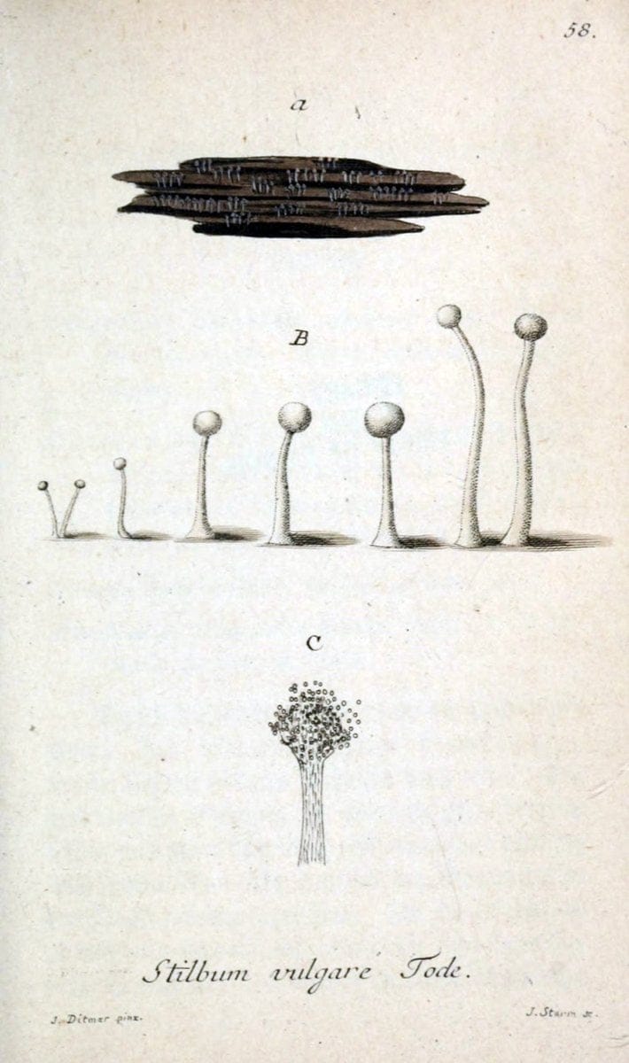 Deutschlands Flora in Abbildungen nach der Natur :.NÃ¼rnberg,1817-. | Botany Germany "Pictorial works" "University of Illinois Urbana Champaign" | Vintage Print Reproduction 469014