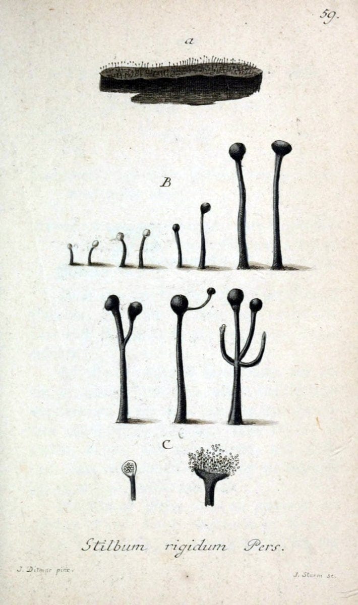Deutschlands Flora in Abbildungen nach der Natur :.NÃ¼rnberg,1817-. | Botany Germany "Pictorial works" "University of Illinois Urbana Champaign" | Vintage Print Reproduction 469015