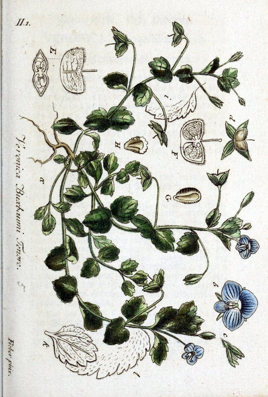 Deutschlands flora in abbildungen nach der natur /.Nurnberg :Gedruckt auf kosten des verfassers,1798-[1862]. | Botany Germany | Vintage Print Reproduction 469016