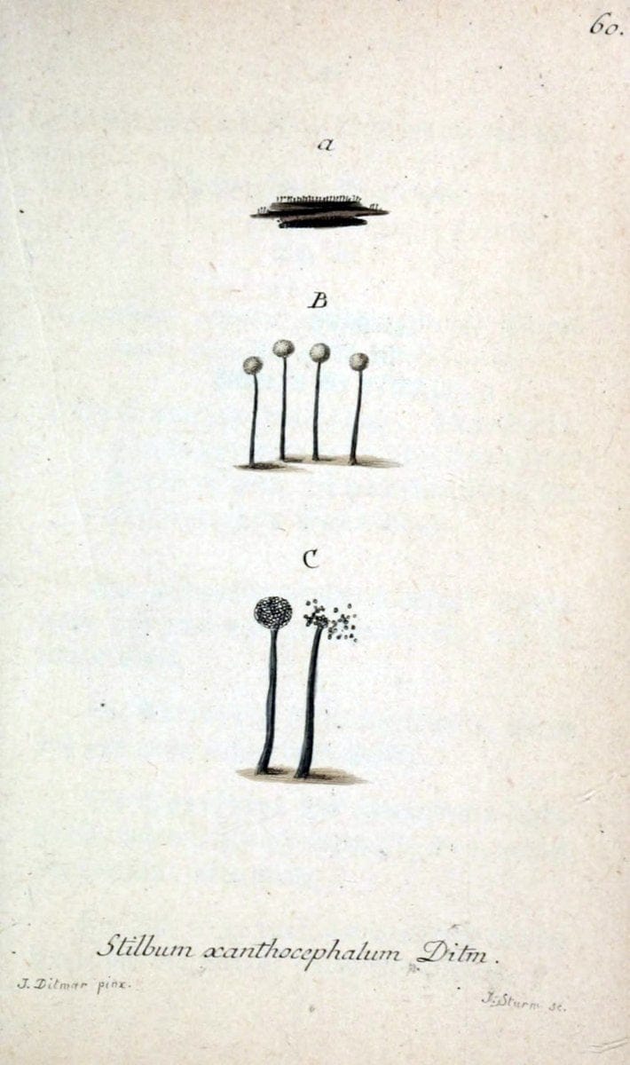 Deutschlands Flora in Abbildungen nach der Natur :.NÃ¼rnberg,1817-. | Botany Germany "Pictorial works" "University of Illinois Urbana Champaign" | Vintage Print Reproduction 469017