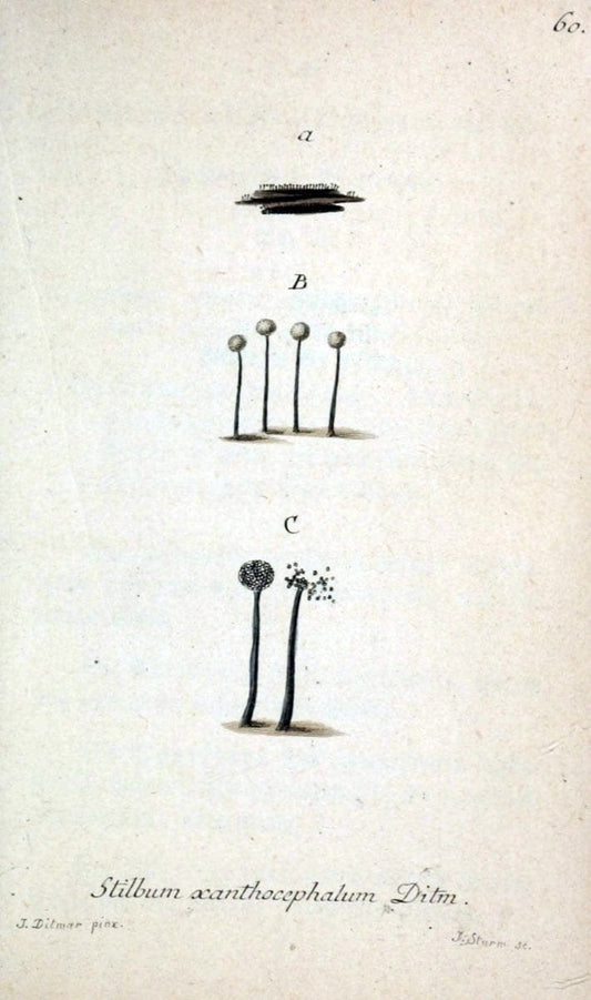 Deutschlands Flora in Abbildungen nach der Natur :.NÃ¼rnberg,1817-. | Botany Germany "Pictorial works" "University of Illinois Urbana Champaign" | Vintage Print Reproduction 469017