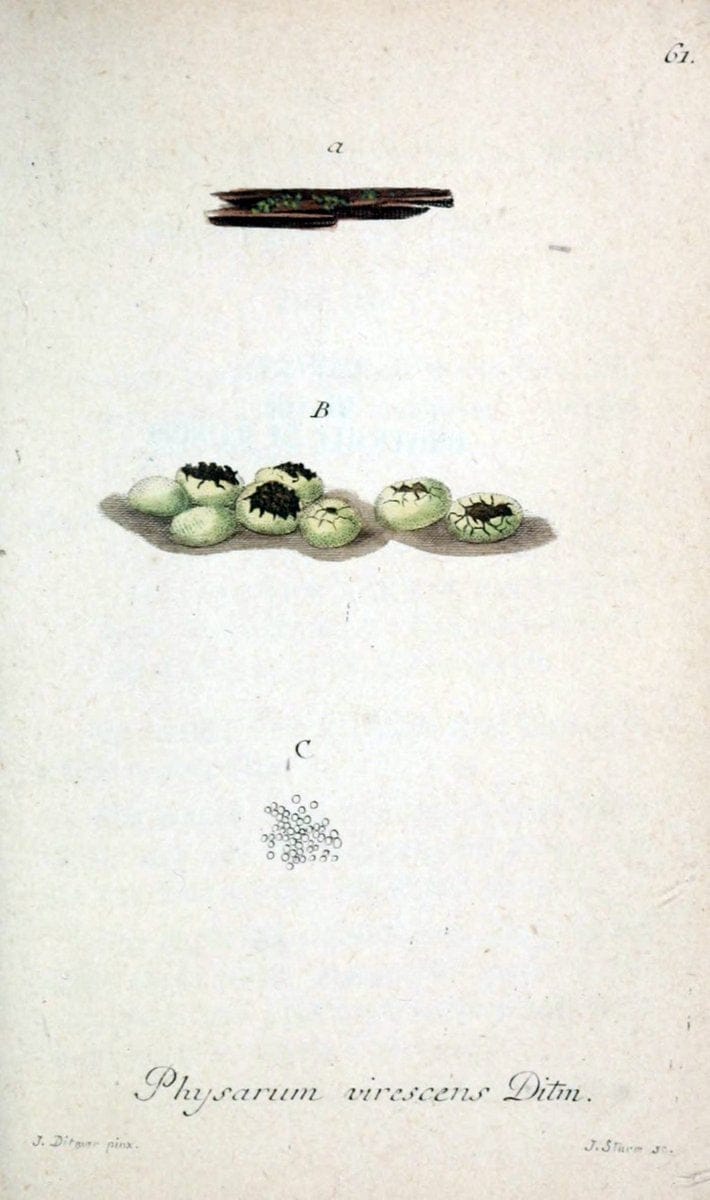 Deutschlands Flora in Abbildungen nach der Natur :.NÃ¼rnberg,1817-. | Botany Germany "Pictorial works" "University of Illinois Urbana Champaign" | Vintage Print Reproduction 469018
