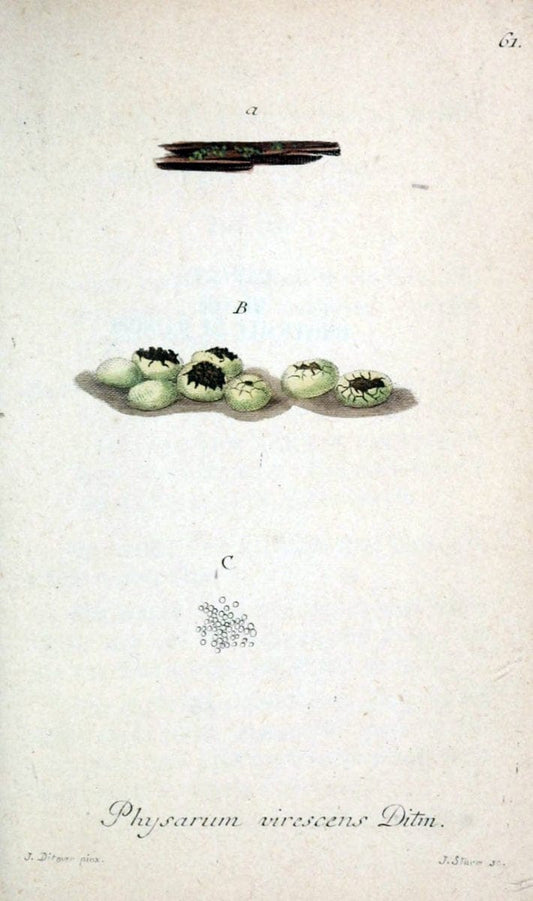 Deutschlands Flora in Abbildungen nach der Natur :.NÃ¼rnberg,1817-. | Botany Germany "Pictorial works" "University of Illinois Urbana Champaign" | Vintage Print Reproduction 469018