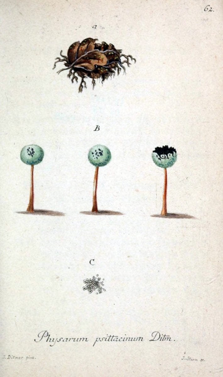 Deutschlands Flora in Abbildungen nach der Natur :.NÃ¼rnberg,1817-. | Botany Germany "Pictorial works" "University of Illinois Urbana Champaign" | Vintage Print Reproduction 469019