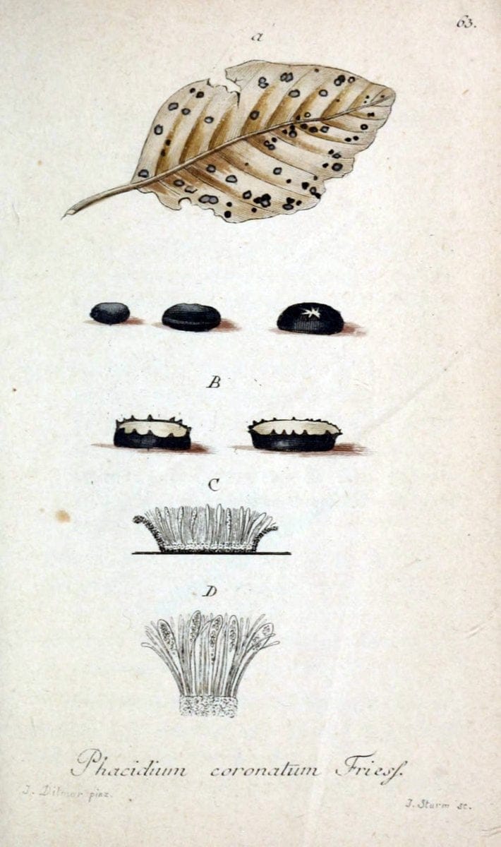 Deutschlands Flora in Abbildungen nach der Natur :.NÃ¼rnberg,1817-. | Botany Germany "Pictorial works" "University of Illinois Urbana Champaign" | Vintage Print Reproduction 469020