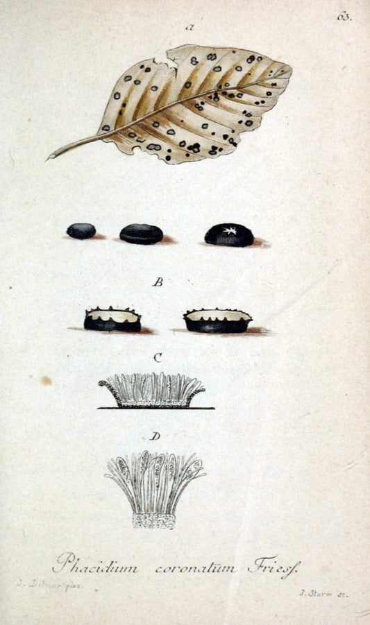 Deutschlands Flora in Abbildungen nach der Natur :.NÃ¼rnberg,1817-. | Botany Germany "Pictorial works" "University of Illinois Urbana Champaign" | Vintage Print Reproduction 469020