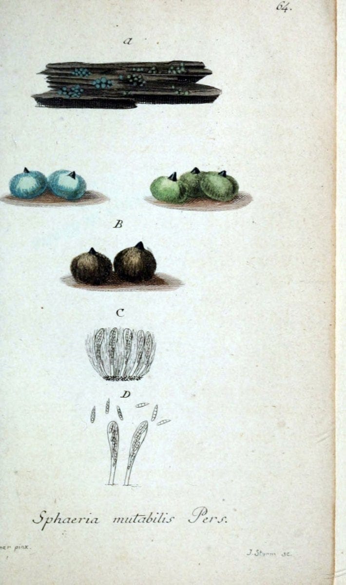 Deutschlands Flora in Abbildungen nach der Natur :.NÃ¼rnberg,1817-. | Botany Germany "Pictorial works" "University of Illinois Urbana Champaign" | Vintage Print Reproduction 469021