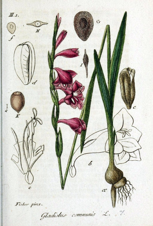Deutschlands flora in abbildungen nach der natur /.Nurnberg :Gedruckt auf kosten des verfassers,1798-[1862]. | Botany Germany | Vintage Print Reproduction 469023