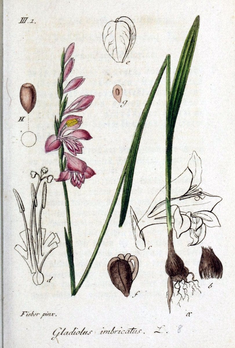 Deutschlands flora in abbildungen nach der natur /.Nurnberg :Gedruckt auf kosten des verfassers,1798-[1862]. | Botany Germany | Vintage Print Reproduction 469024