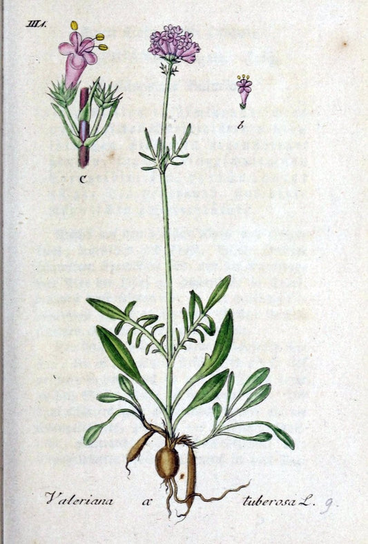 Deutschlands flora in abbildungen nach der natur /.Nurnberg :Gedruckt auf kosten des verfassers,1798-[1862]. | Botany Germany | Vintage Print Reproduction 469025
