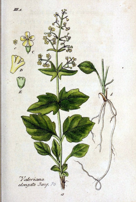 Deutschlands flora in abbildungen nach der natur /.Nurnberg :Gedruckt auf kosten des verfassers,1798-[1862]. | Botany Germany | Vintage Print Reproduction 469026