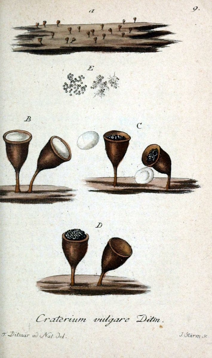 Deutschlands Flora in Abbildungen nach der Natur :.NÃ¼rnberg,1817-. | Botany Germany "Pictorial works" "University of Illinois Urbana Champaign" | Vintage Print Reproduction 469027