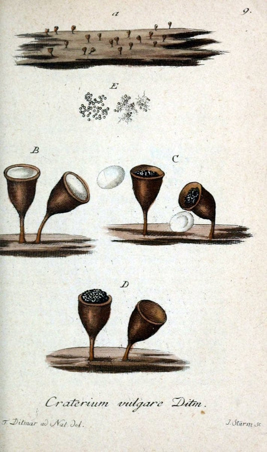 Deutschlands Flora in Abbildungen nach der Natur :.NÃ¼rnberg,1817-. | Botany Germany "Pictorial works" "University of Illinois Urbana Champaign" | Vintage Print Reproduction 469027