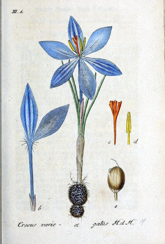 Deutschlands flora in abbildungen nach der natur /.Nurnberg :Gedruckt auf kosten des verfassers,1798-[1862]. | Botany Germany | Vintage Print Reproduction 469028