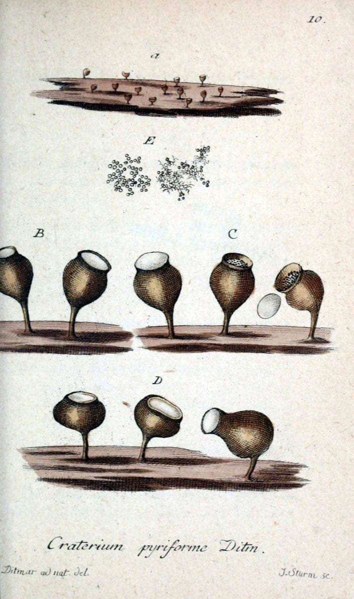 Deutschlands Flora in Abbildungen nach der Natur :.NÃ¼rnberg,1817-. | Botany Germany "Pictorial works" "University of Illinois Urbana Champaign" | Vintage Print Reproduction 469029