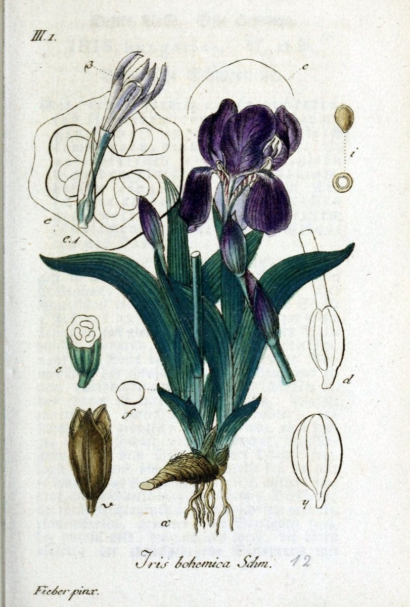 Deutschlands flora in abbildungen nach der natur /.Nurnberg :Gedruckt auf kosten des verfassers,1798-[1862]. | Botany Germany | Vintage Print Reproduction 469030