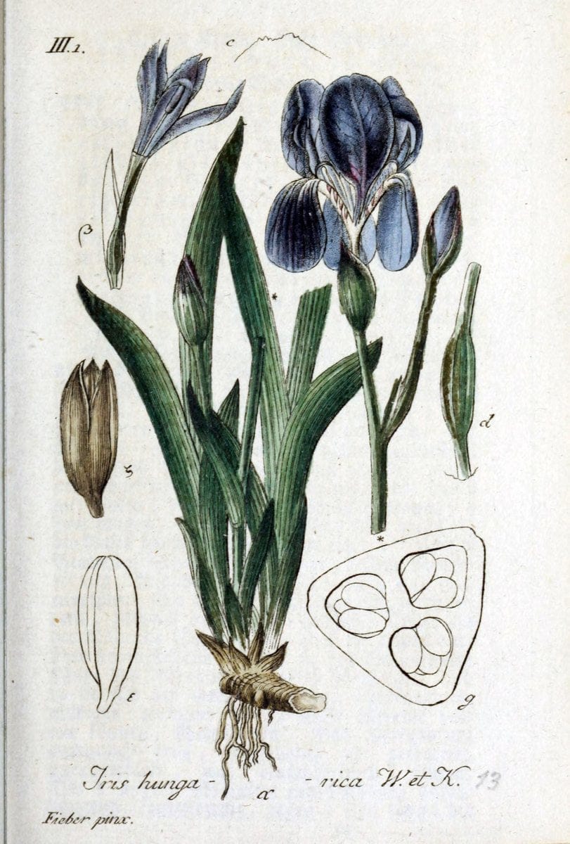 Deutschlands flora in abbildungen nach der natur /.Nurnberg :Gedruckt auf kosten des verfassers,1798-[1862]. | Botany Germany | Vintage Print Reproduction 469031