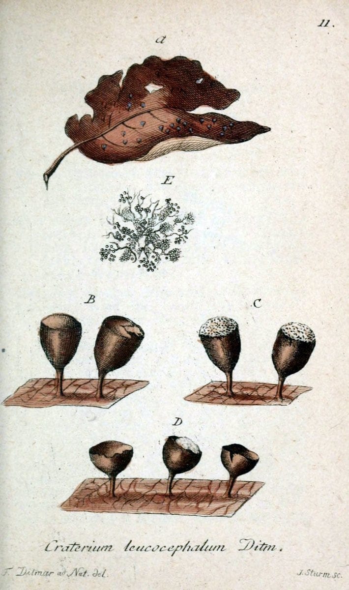 Deutschlands Flora in Abbildungen nach der Natur :.NÃ¼rnberg,1817-. | Botany Germany "Pictorial works" "University of Illinois Urbana Champaign" | Vintage Print Reproduction 469032