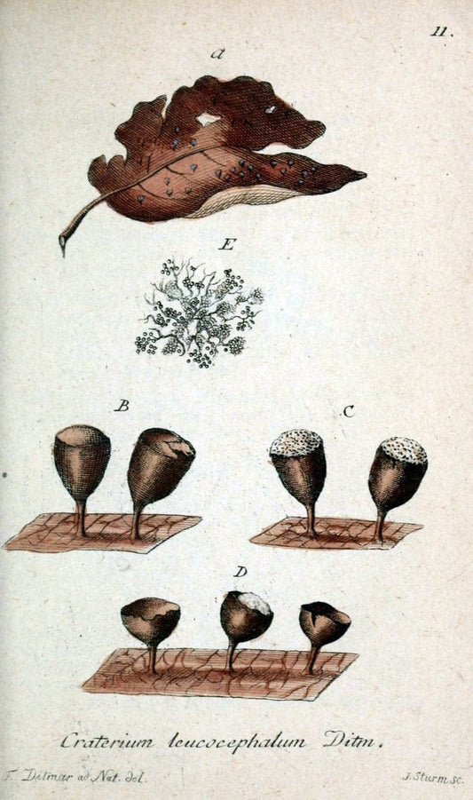 Deutschlands Flora in Abbildungen nach der Natur :.NÃ¼rnberg,1817-. | Botany Germany "Pictorial works" "University of Illinois Urbana Champaign" | Vintage Print Reproduction 469032