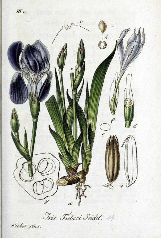 Deutschlands flora in abbildungen nach der natur /.Nurnberg :Gedruckt auf kosten des verfassers,1798-[1862]. | Botany Germany | Vintage Print Reproduction 469033