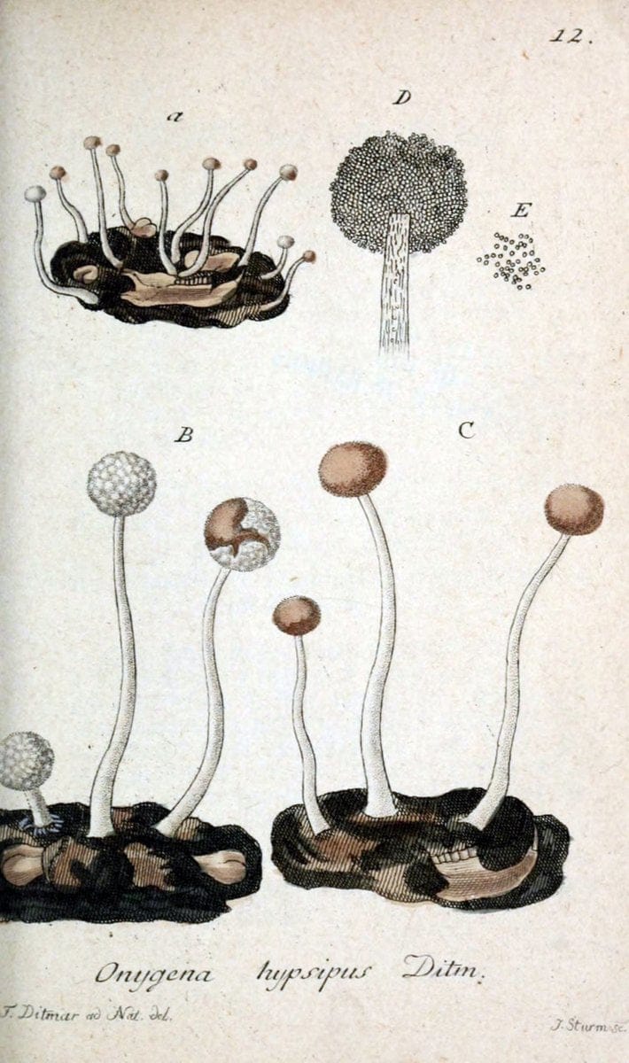 Deutschlands Flora in Abbildungen nach der Natur :.NÃ¼rnberg,1817-. | Botany Germany "Pictorial works" "University of Illinois Urbana Champaign" | Vintage Print Reproduction 469034